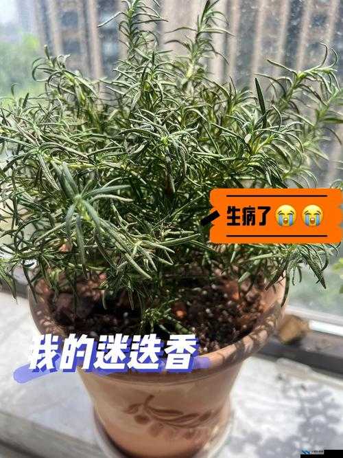 崩坏3游戏指南，全面解析迷迭香的获取途径与获取方法